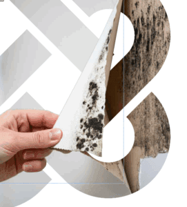 damp and mould